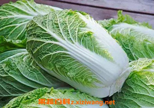 白菜汁