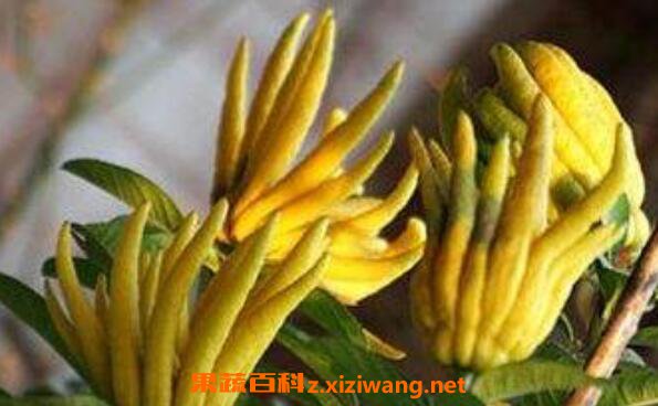 蒸佛手的功效与作用 蒸佛手的禁忌