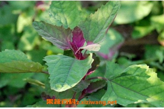 有毒灰菜与灰菜的区别