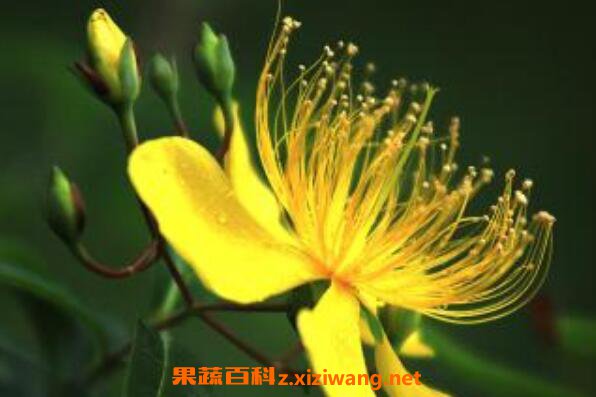 金丝桃怎么扦插 金丝桃怎样修剪