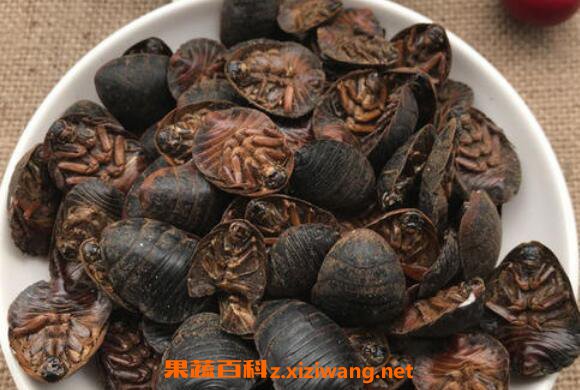 簸箕虫泡酒的功效
