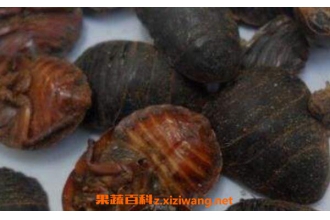 土元黄酒的功效与作用 土元黄酒的药用价值