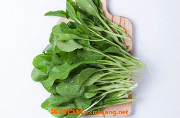 鸡毛菜
