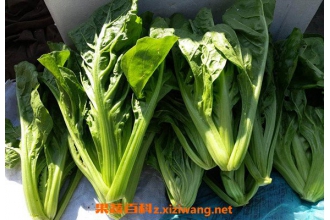 牛皮菜的家常做法 牛皮菜的副作用