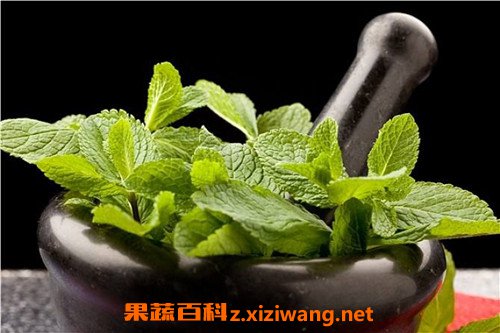 薄荷