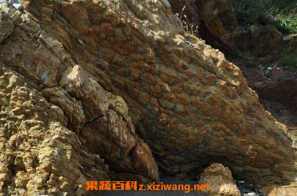 龟背石的功效与作用
