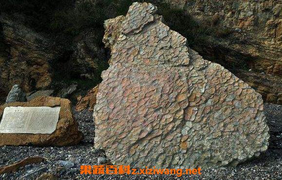龟背石的功效与作用