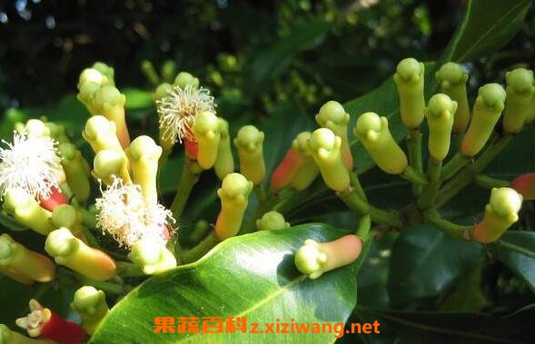 丁香精油的功效与作用