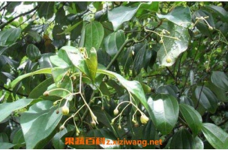 岩马桑怎么泡酒 岩马桑泡酒的功效与作用