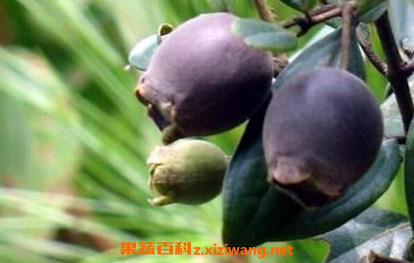 三稔干的功效与作用