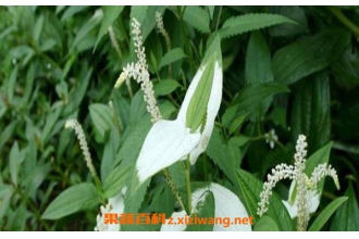 三白草根的功效与作用 三白草根的药用价值有哪