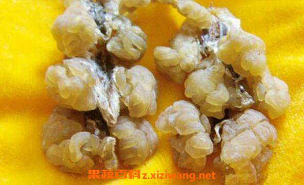 林蛙油的副作用 林蛙油什么人不能吃