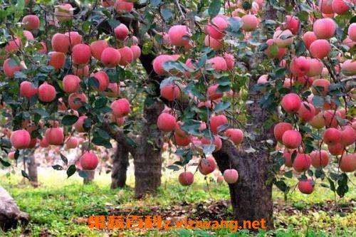 苹果树