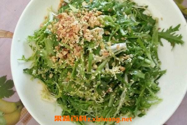 苦菊