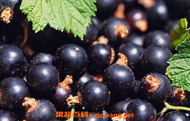 黑加仑的功效与作用 吃黑加仑的好处