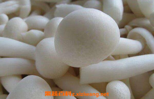 白菌的功效与作用 白菌的营养价值