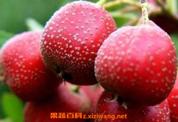 大果山楂的功效与作用