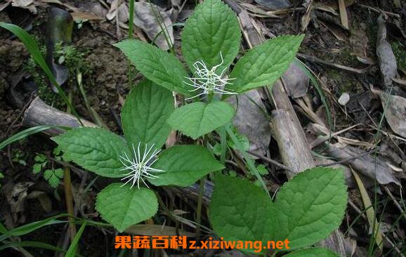 粟米草的功效与作用