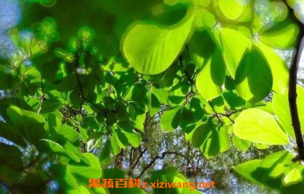 米翠草的功效与作用