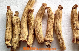 大力参的功效与作用 大力参的禁忌