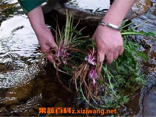 蒲公英