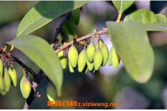 桂花果泡水的功效与作用 桂花果泡水的药用价值