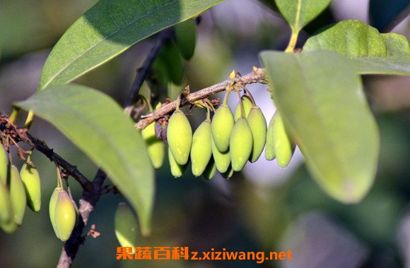 桂花果