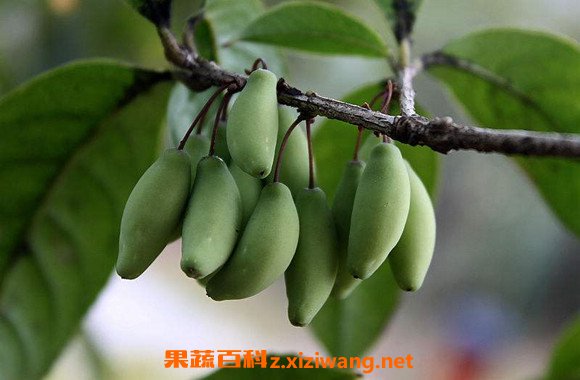 桂花果