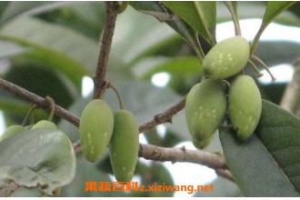 桂花果泡酒的功效与作用 桂花果泡酒步骤教程