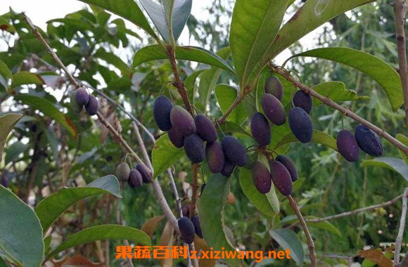 桂花果