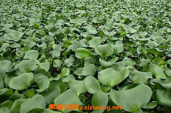 菱角藤的功效与作用及食用方法