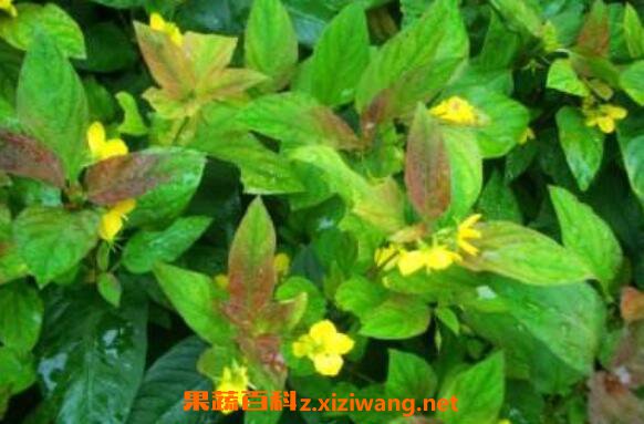 小过路黄的功效与作用及药用价值