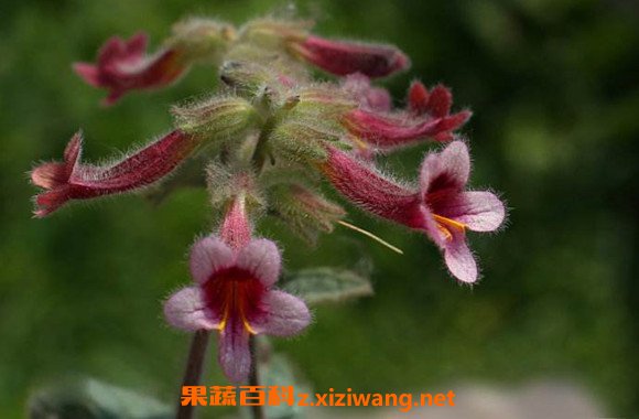 地黄花