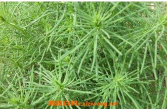 黄须菜的功效与作用 黄须菜的禁忌