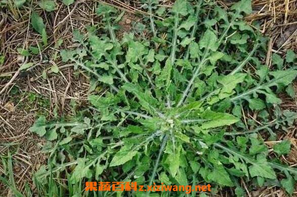 泥胡菜怎么吃 泥胡菜怎么做好吃