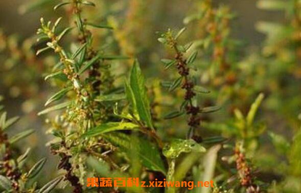 西风子的作用与用途