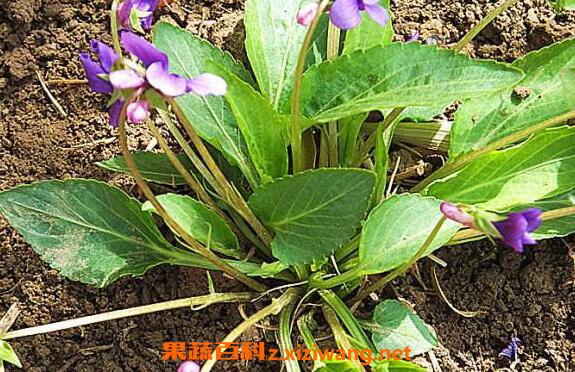 堇菜的功效与作用 堇菜的药用价值