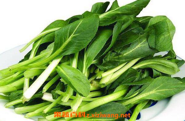 鸡毛菜怎么养殖 鸡毛菜的种植方法
