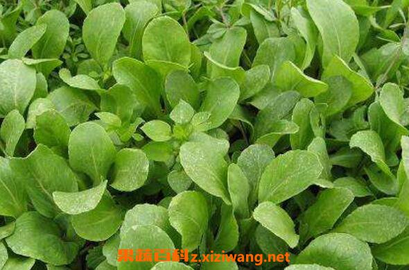鸡毛菜怎么养殖 鸡毛菜的种植方法