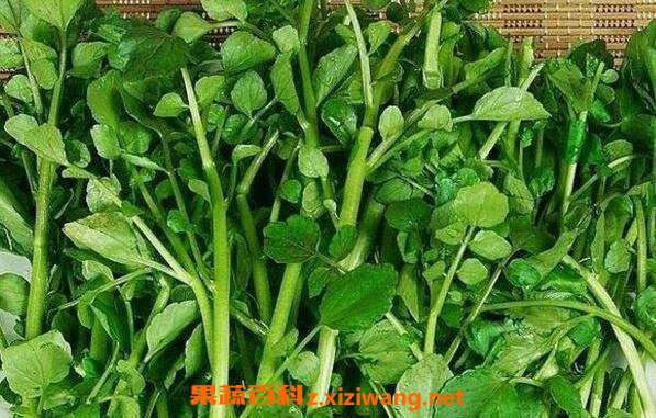 豆瓣菜的功效与作用