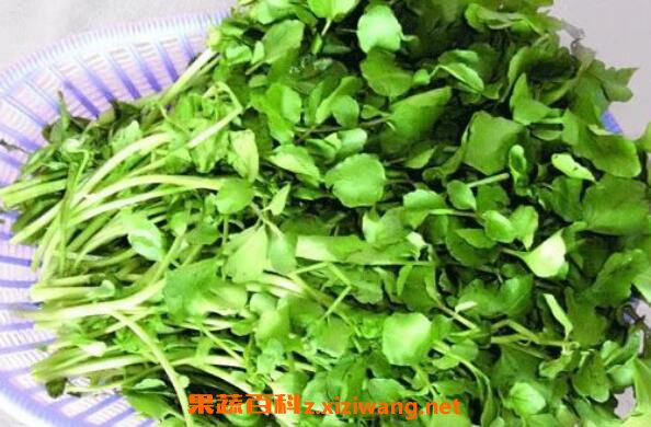 豆瓣菜的功效与作用