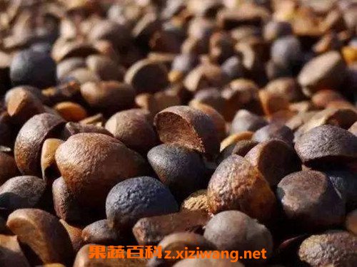茶壳