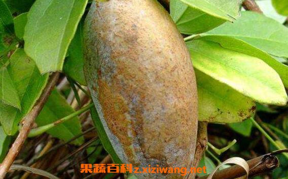 八月白的功效与作用