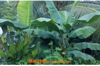 芭蕉油的功效与作用 芭蕉油的禁忌