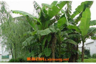 芭蕉树水的功效与作用 芭蕉树水的药用价值