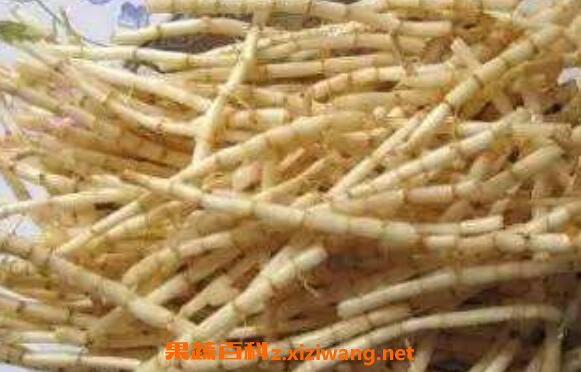 醉针茅根的功效与作用 醉针茅根的药用价值