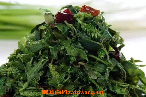 苦乐芽的作用功效