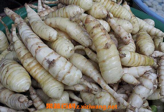 东京薯薯的功效与作用