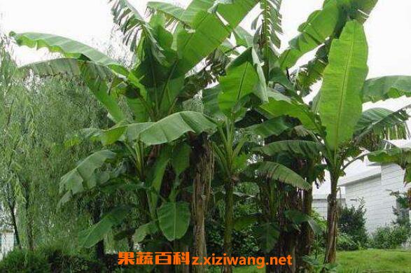 芭蕉树的水有什么功效
