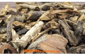 茴香根皮的功效和作用 茴香根皮的药用价值